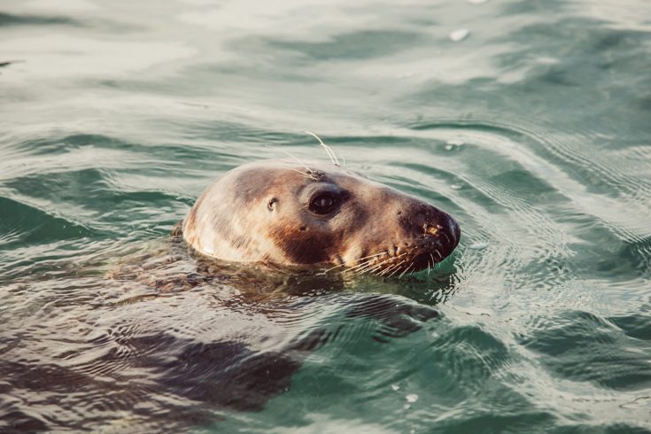 Atlantic Grey Seal As 2029