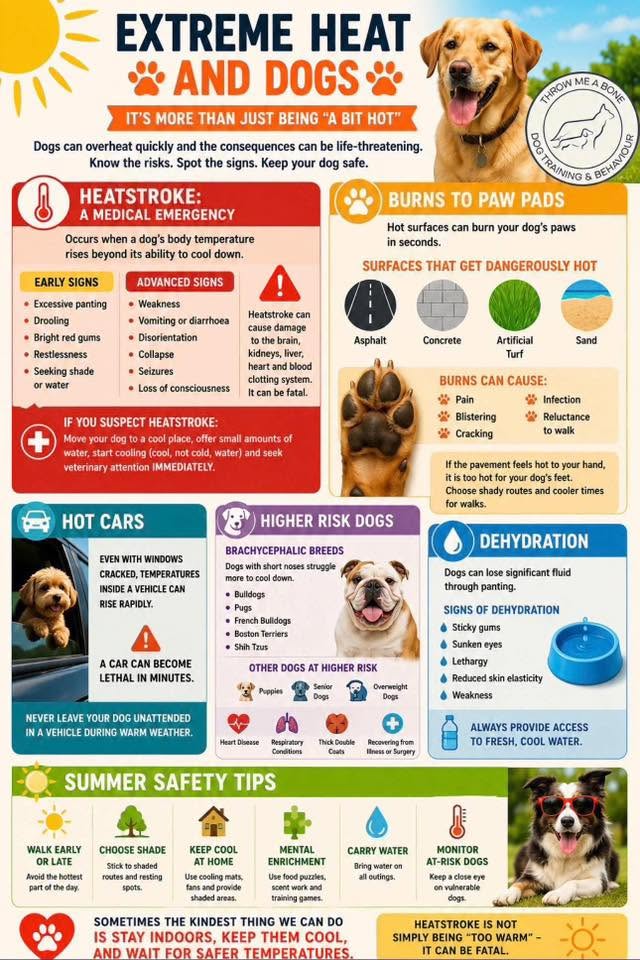Dog Summer Poster