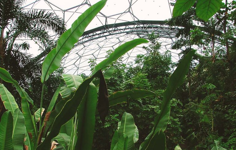 Eden Project Rainforest