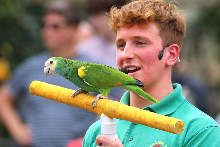 Flying Displays Paradise Park Hayle