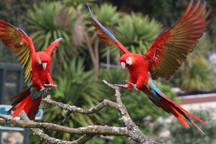 Free Flying Birds Summer Paradise Park Hayle