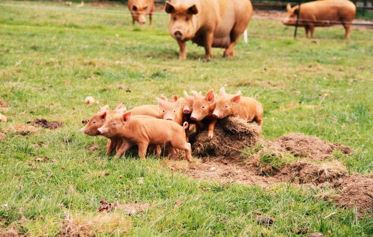Lost Gardens Of Heligan Tamworth Piglet