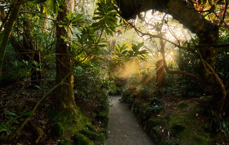 Lost Gardens Of Heligan Wishing Well Area