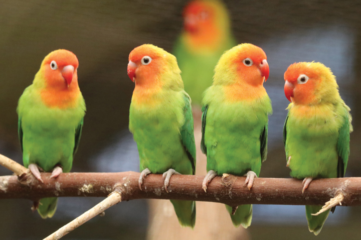 Lovebirds Paradise Park Hayle