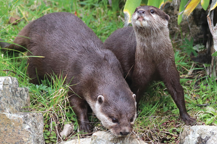 Otters At Paradise Park Hayle Cornwall