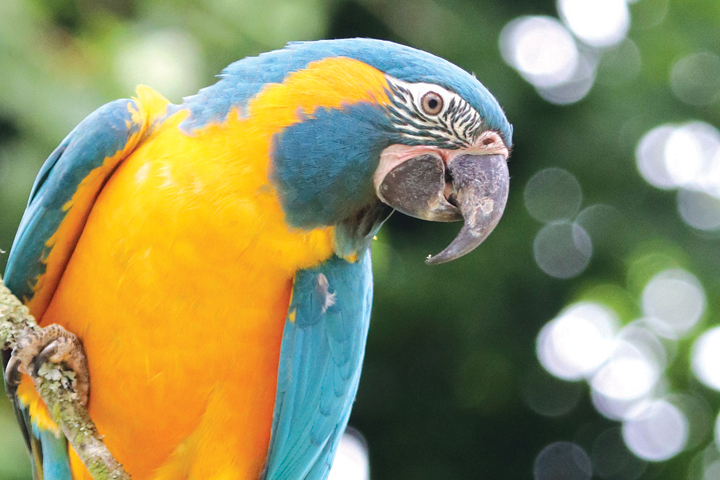 Parrots At Paradise Park Hayle