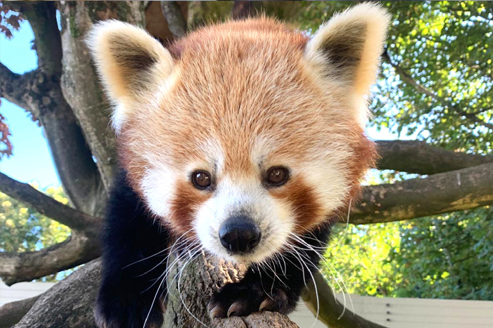 Red Panda Paradise Park Hayle