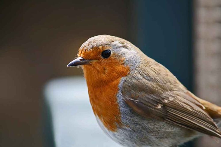 Robin 01