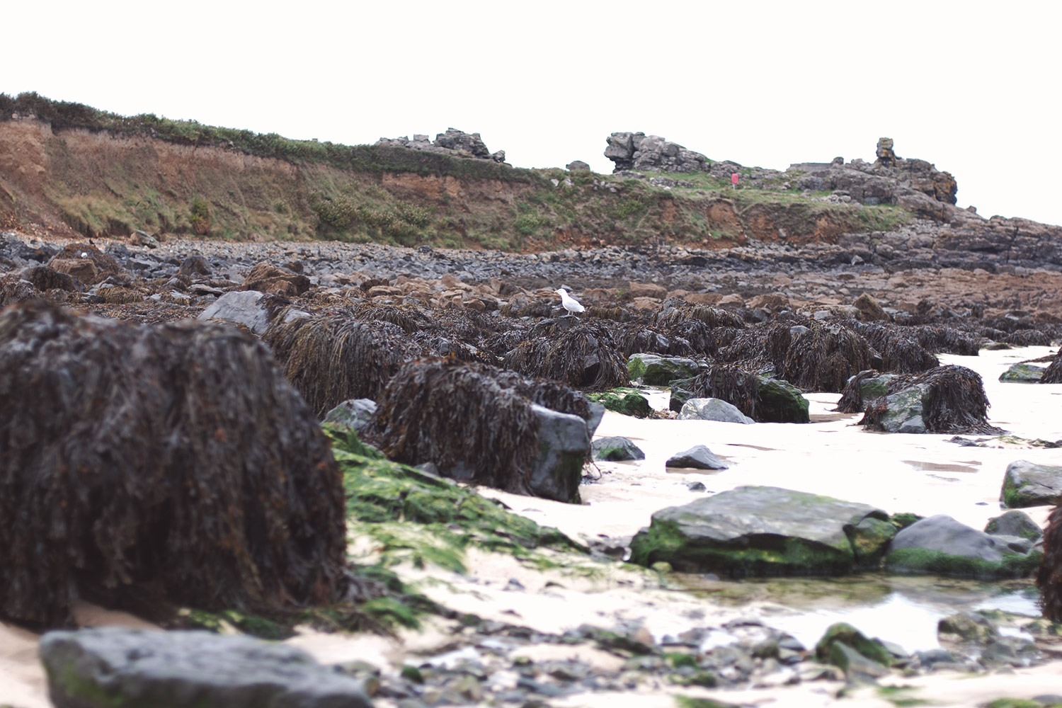 Rockpooling