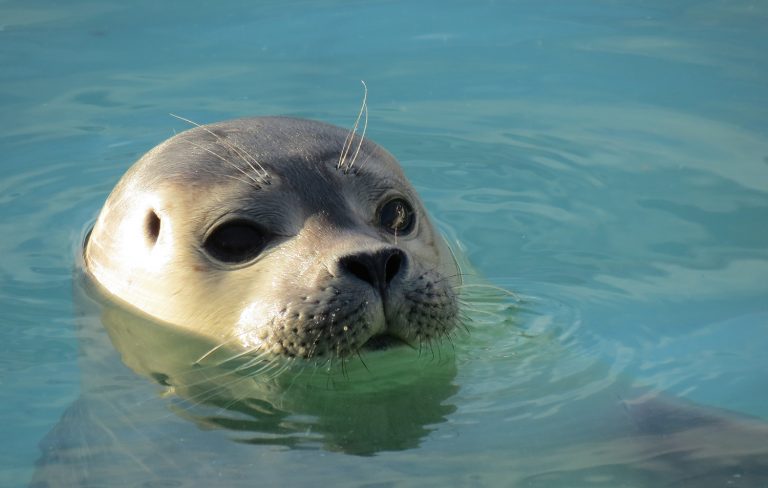 Seal pops up in the water