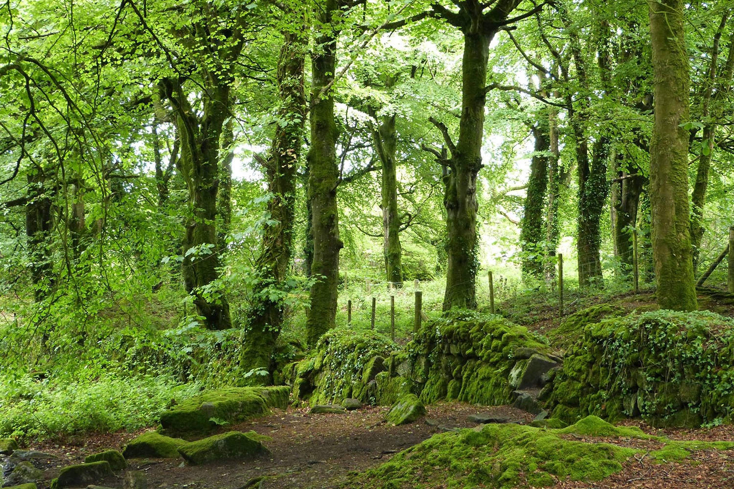Steeple Woods St Ives