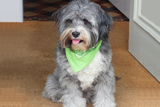 Dog with Bandana