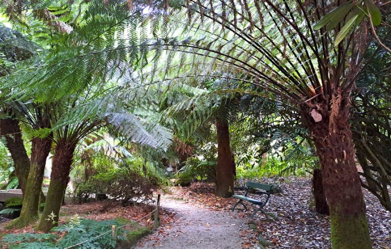 Trengwainton Tree Fern Glade Resized