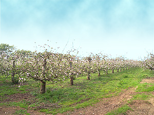 L Orchard
