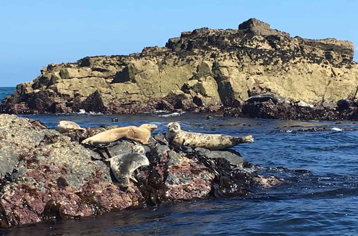 Seal island